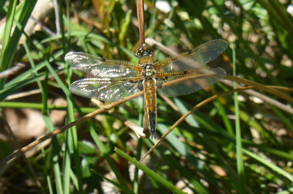 Welke libelle is dit